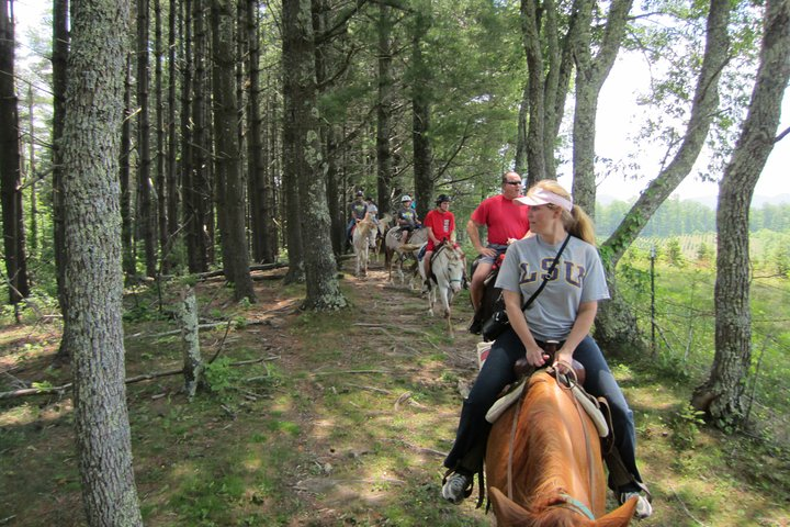 Guided Horseback Ride through Flame Azalea and Fern Forest - Photo 1 of 9